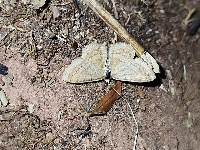 Scopula rubiginata - réti pirosaraszoló