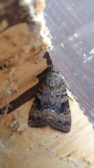 Amphipyra berbera svensoni - rezesszárnyú bagoly