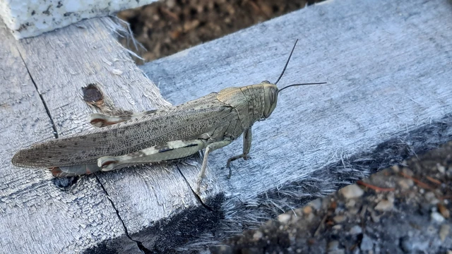 Anacridium aegyptium - egyiptomi sáska