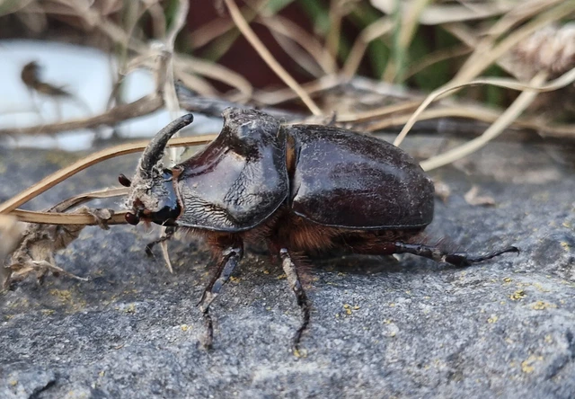 Oryctes nasicornis - orrszarvú bogár