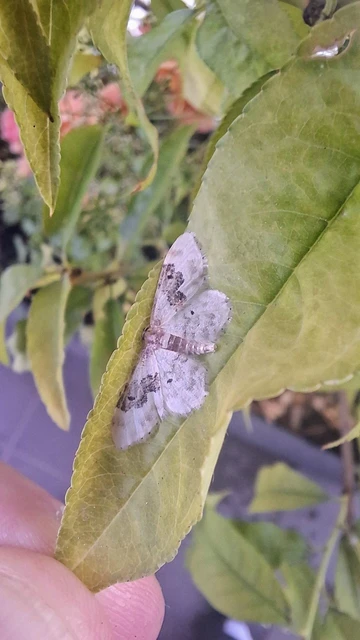 Idaea rusticata - tarka apróaraszoló