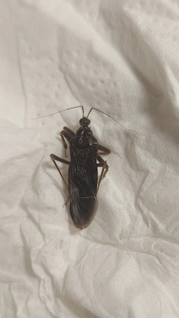 Reduvius personatus - szemetes zugpoloska