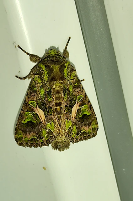 Trachea atriplicis - nyári zöldbagoly
