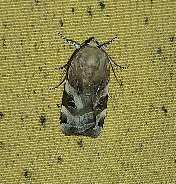 Noctua fimbriata - szélessávú sárgafűbagoly