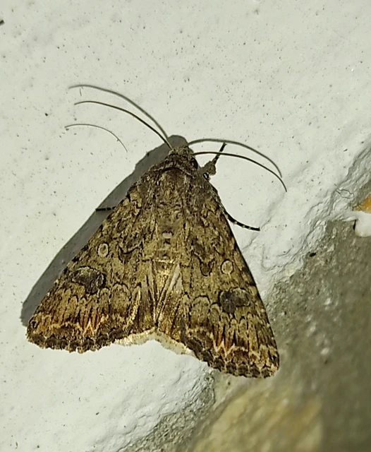 Hadula trifolii - lóherebagoly