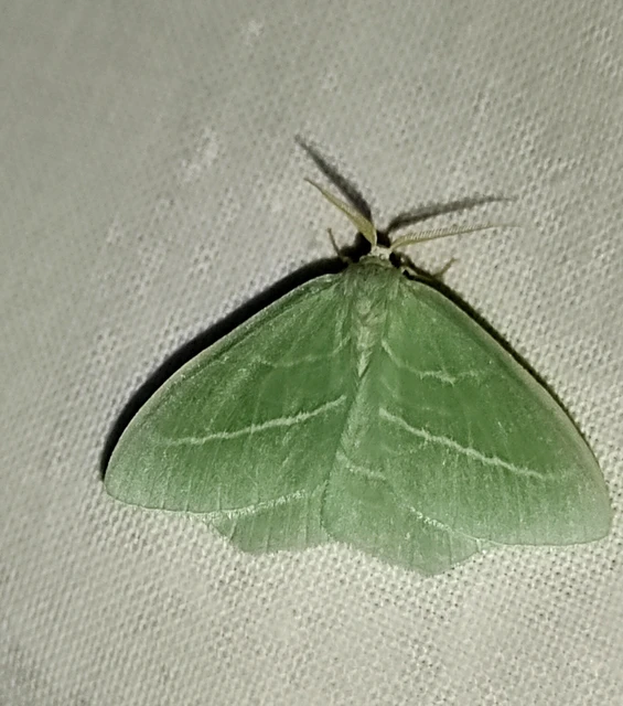 Hemistola chrysoprasaria - kékes zöldaraszoló