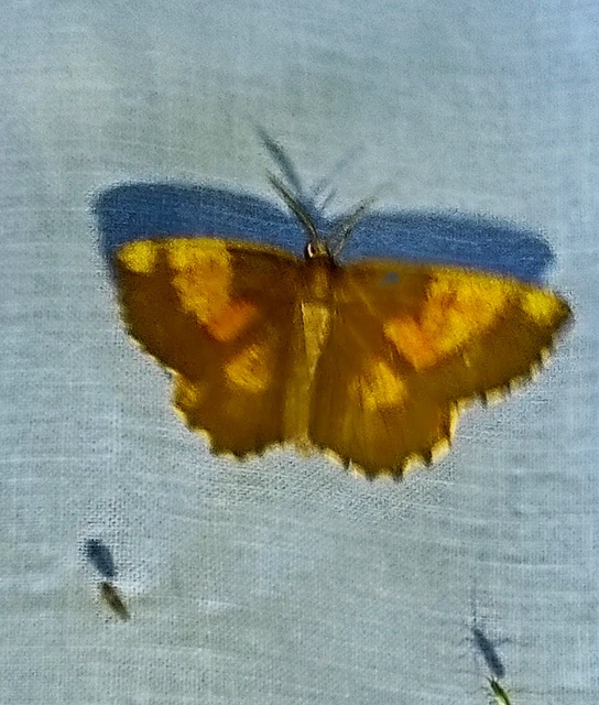 Angerona prunaria - sárga kökényaraszoló