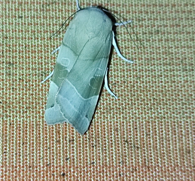 Noctua fimbriata - szélessávú sárgafűbagoly