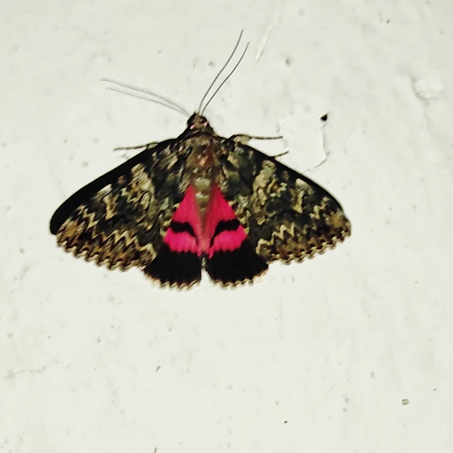 Catocala promissa - kis tölgyfa-övesbagoly