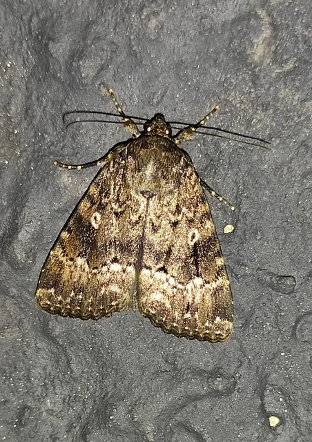 Amphipyra berbera svensoni - rezesszárnyú bagoly