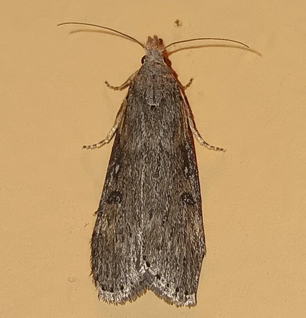 Lamoria anella - törmelékmoly