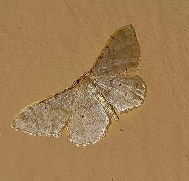 Idaea fuscovenosa - szürkeszélű apróaraszoló