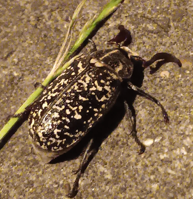 Polyphylla fullo - csapó cserebogár