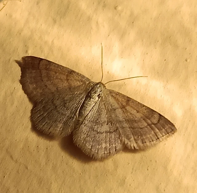 Scopula rubiginata - réti pirosaraszoló