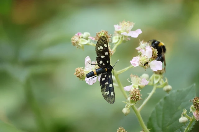 Amata phegea - fehérpettyes álcsüngőlepke