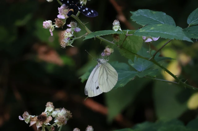 Pieris napi - repcelepke