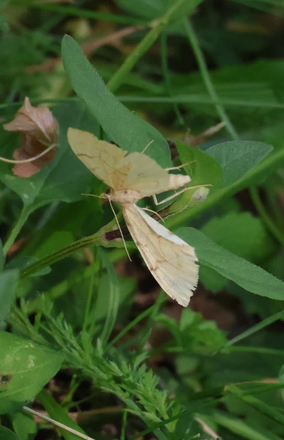 Eulithis pyraliata - sárga galajaraszoló