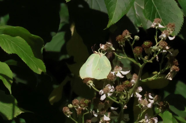 Gonepteryx rhamni - citromlepke