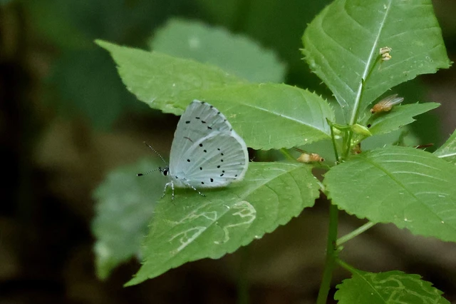 Celastrina argiolus - bengeboglárka