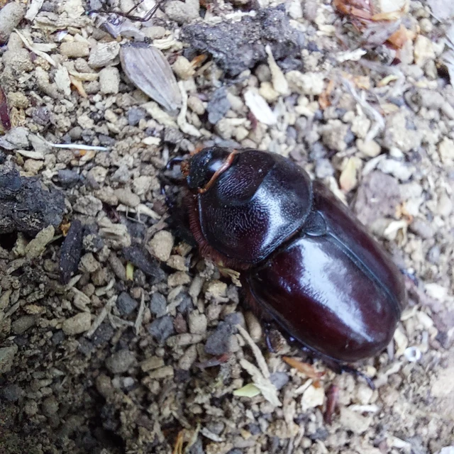 Oryctes nasicornis - orrszarvú bogár