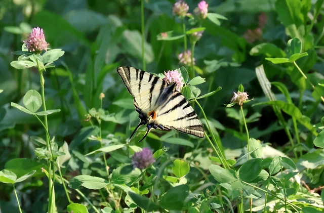 Iphiclides podalirius - kardoslepke