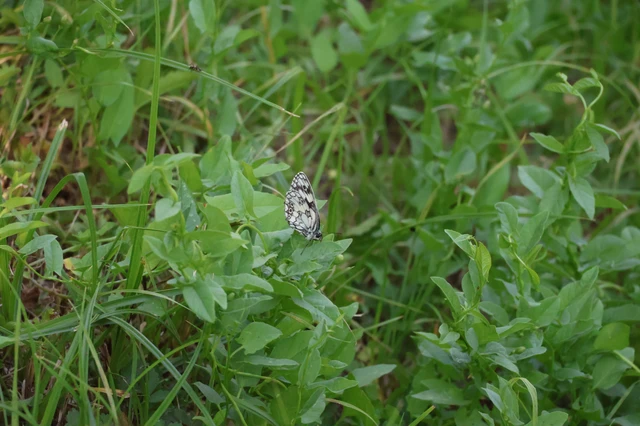 Melanargia galathea - sakktáblalepke