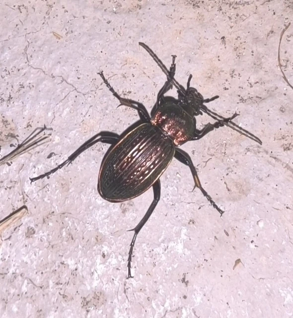 Carabus ulrichii - rezes futrinka Carabus ulrichii - rezes futrinka