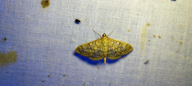 Patania ruralis - csalánevő tűzmoly