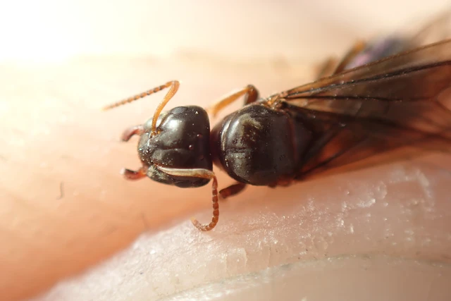 Lasius brunneus - rozsdáshátú feketehangya