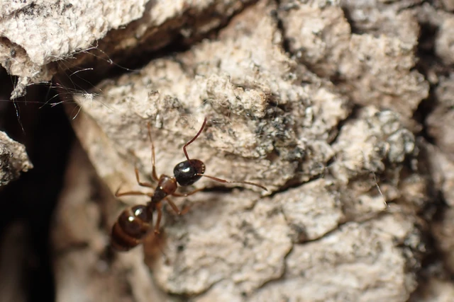 Camponotus fallax - ligeti lóhangya