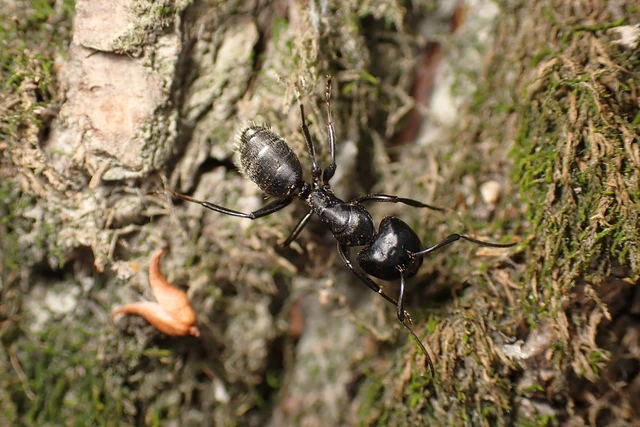 Camponotus vagus - fekete lóhangya