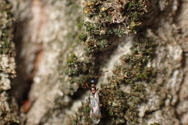 Dolichoderus quadripunctatus - négypettyes erdeihangya
