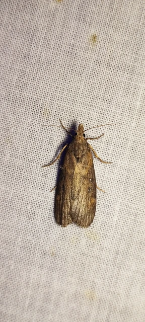 Lamoria anella - törmelékmoly