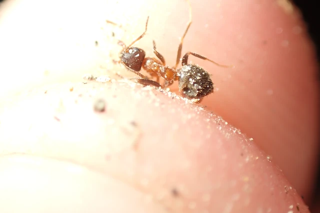 Lasius emarginatus - vöröstorú feketehangya