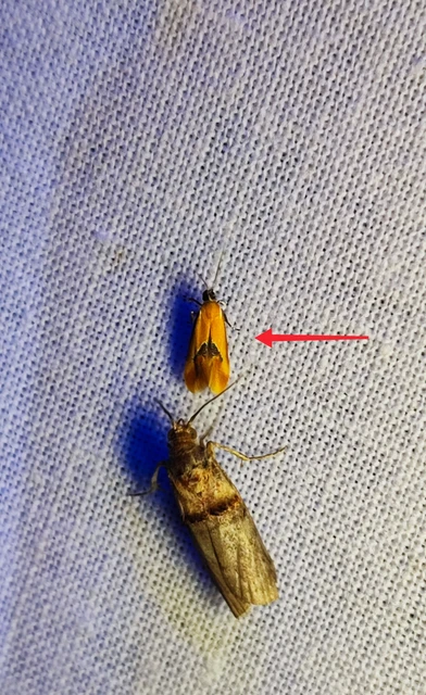 Batia internella/lambdella