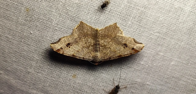Macaria alternata - közönséges szürkearaszoló