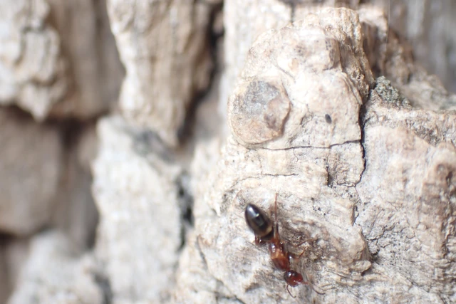 Colobopsis truncata - kapushangya