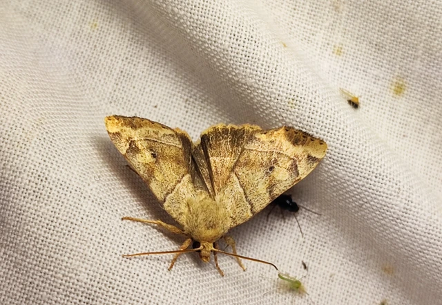 Cosmia trapezina - közönséges lombbagoly