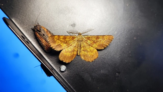 Ematurga atomaria - barna rétiaraszoló