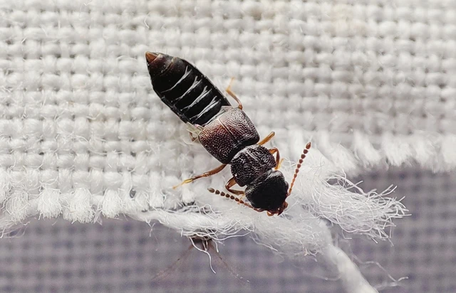 Anotylus rugosus - rovátkáshátú korhóholyva Anotylus rugosus - rovátkáshátú korhóholyva