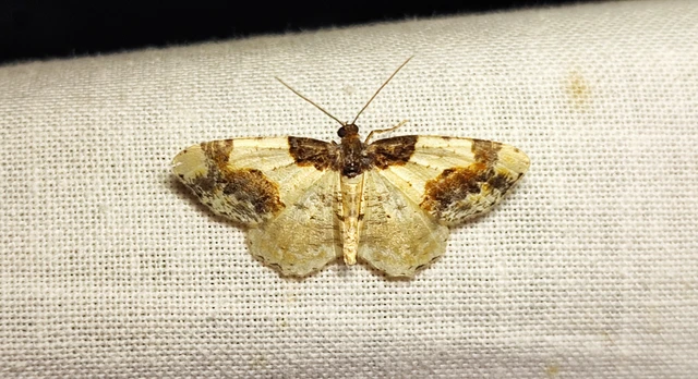Ligdia adustata - barna levélaraszoló