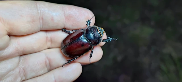 Oryctes nasicornis - orrszarvú bogár