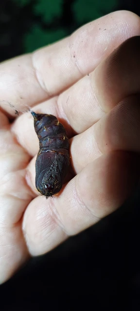 Lymantria dispar - gyapjaslepke