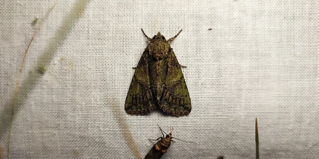 Polyphaenis sericata - selyemfényű erdeibagoly