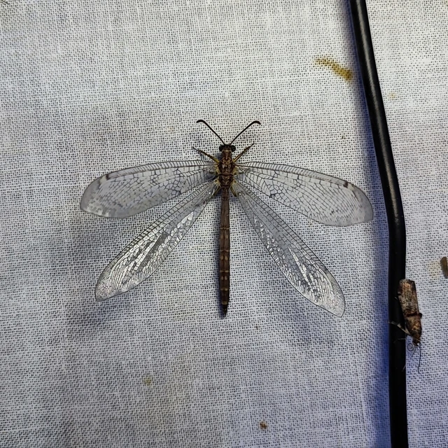 Myrmeleontidae - hangyalesők