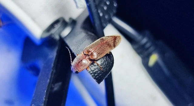 Stenagostus rhombeus - rombusznyakú pattanó