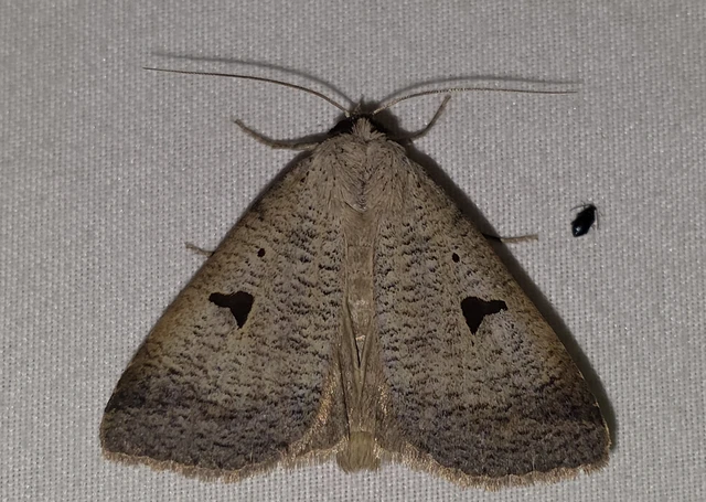 Lygephila lusoria - nagy csüdfűbagoly