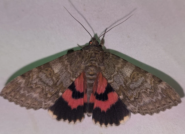Catocala nupta - piros övesbagoly