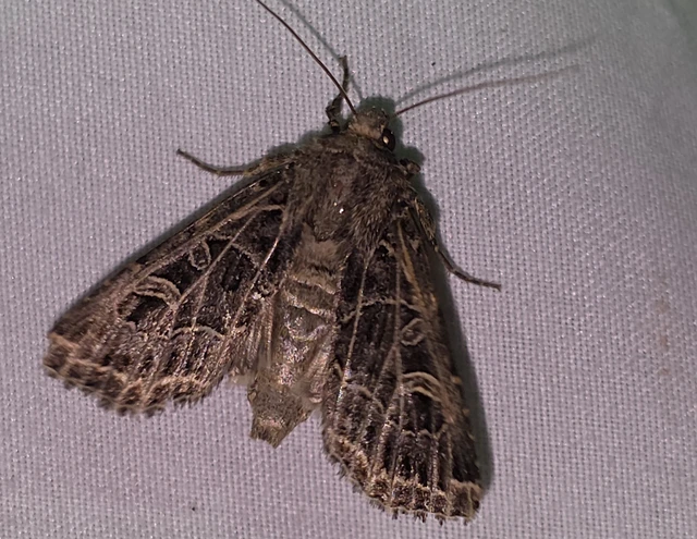 Heliophobus reticulata - fehéreres kertibagoly
