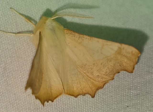 Ennomos fuscantaria - kőris-levélaraszoló
